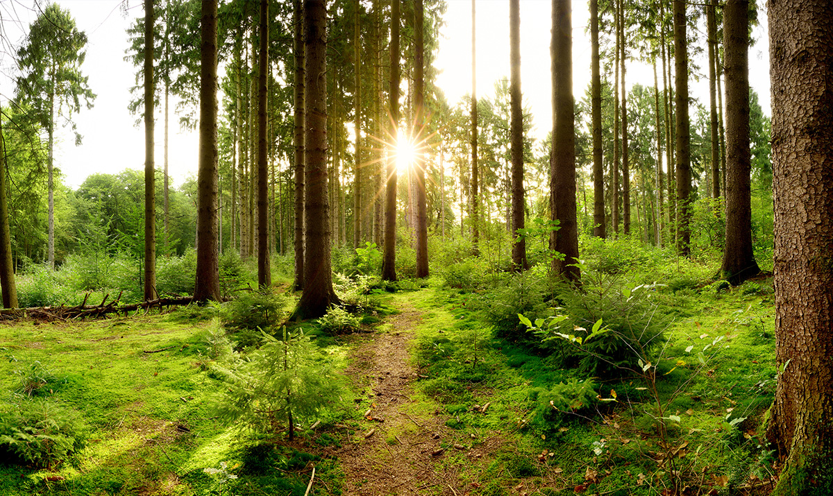 JOPPIES DUMP -AIRGUNS.NL -HILVERSUM / LET OP ; BEPERKTE OPENINGSTIJDEN IVM WAPENWETGEVING ! / GEZOCHT ; ERKENNINGHOUDER VOOR DE ZATERDAG VERKOOP.